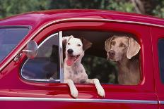 Jack Russel and Weimaraner Sitting in a Car-DLILLC-Photographic Print