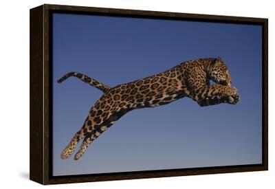 dlillc-jaguar-jumping-through-