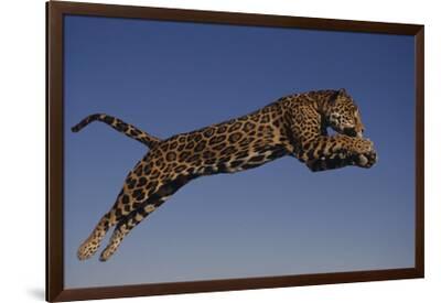 dlillc-jaguar-jumping-through-
