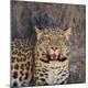 Premium Photographic Print