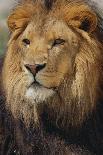 African Lion-DLILLC-Photographic Print
