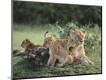 Photographic Print