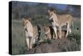 Stretched Canvas Print