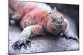 Photographic Print