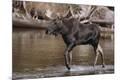 Premium Photographic Print
