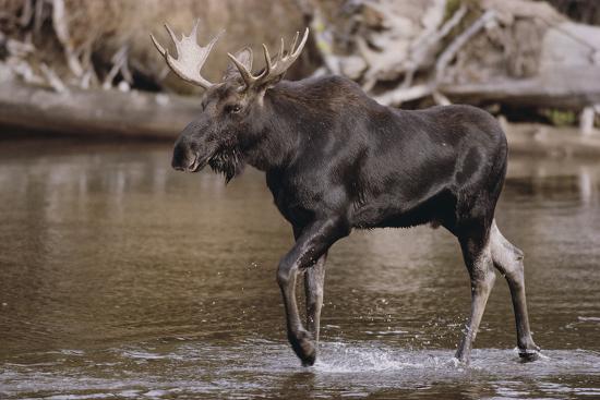 Photographic Print, , large