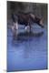 Premium Photographic Print