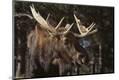 Premium Photographic Print