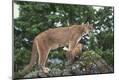 Photographic Print