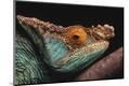 Premium Photographic Print