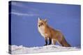 Stretched Canvas Print