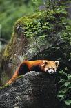 Red Panda Resting on Rock-DLILLC-Photographic Print