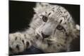 Photographic Print