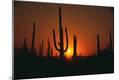 Photographic Print