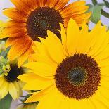 Sunflowers-DLILLC-Photographic Print
