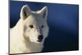 Premium Photographic Print