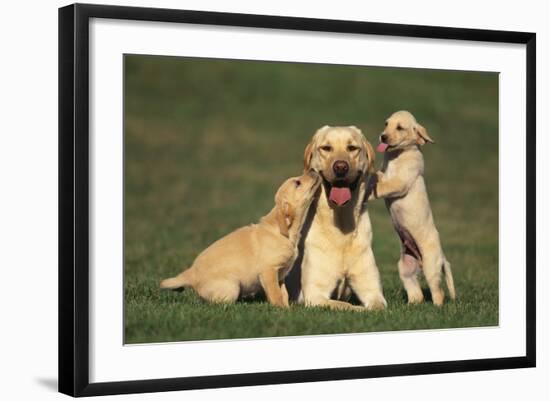 Photographic Print, , large