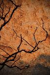 Tree Shadow on Red Rock-dlphoto6-Framed Photographic Print