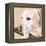 Dlynn's Dogs - Shell-Dlynn Roll-Framed Stretched Canvas