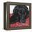 Dlynn's Dogs - Tallulah-Dlynn Roll-Framed Stretched Canvas