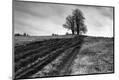Photographic Print