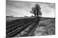 Photographic Print