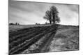 Photographic Print