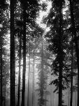 Trees in the Black Forest-Dmitri Kessel-Photographic Print