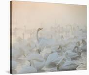 Song of the Morning Light-Dmitry Dubikovskiy-Framed Photographic Print