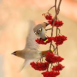 Waxwings-Dmitry Dubikovskiy-Photographic Print