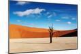 Photographic Print