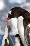 Female Gentoo Penguins and Chicks During Feeding-Dmytro Pylypenko-Framed Premier Image Canvas