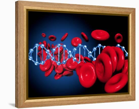 DNA And Red Blood Cells-Victor Habbick-Framed Premier Image Canvas