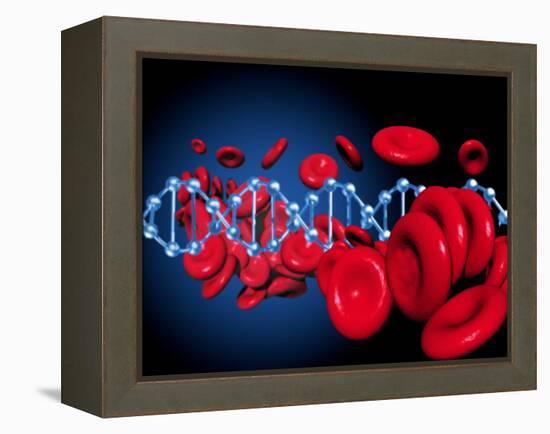 DNA And Red Blood Cells-Victor Habbick-Framed Premier Image Canvas