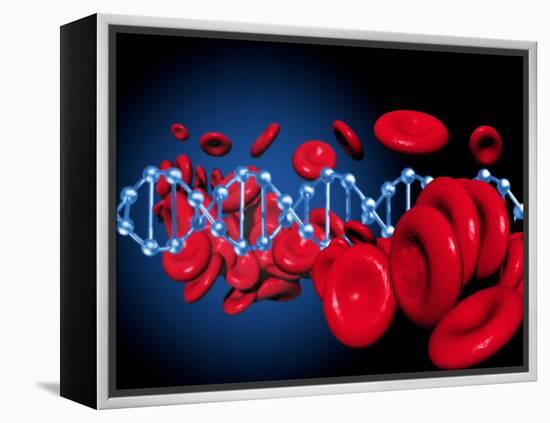 DNA And Red Blood Cells-Victor Habbick-Framed Premier Image Canvas