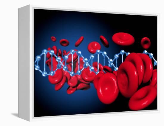 DNA And Red Blood Cells-Victor Habbick-Framed Premier Image Canvas