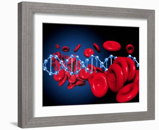 DNA And Red Blood Cells-Victor Habbick-Framed Photographic Print