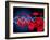 DNA And Red Blood Cells-Victor Habbick-Framed Photographic Print