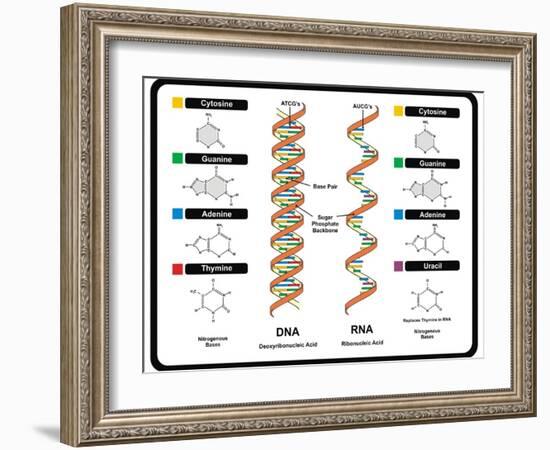 DNA and RNA-udaix-Framed Art Print