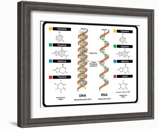 DNA and RNA-udaix-Framed Art Print