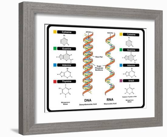 DNA and RNA-udaix-Framed Art Print