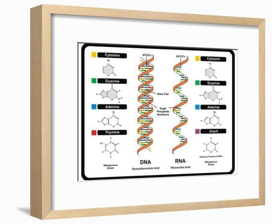 DNA and RNA-udaix-Framed Art Print