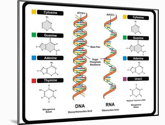 DNA and RNA-udaix-Mounted Art Print