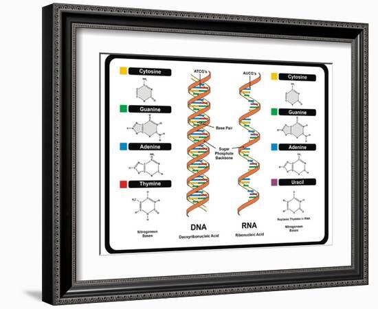 DNA and RNA-udaix-Framed Art Print