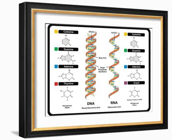 DNA and RNA-udaix-Framed Art Print