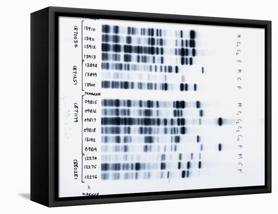 DNA Fingerprinting, Analysing Family Rela-David Parker-Framed Premier Image Canvas