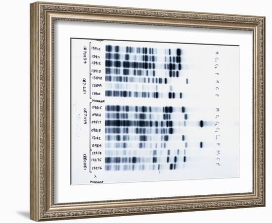 DNA Fingerprinting, Analysing Family Rela-David Parker-Framed Photographic Print