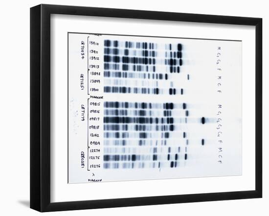 DNA Fingerprinting, Analysing Family Rela-David Parker-Framed Photographic Print