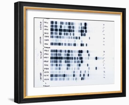 DNA Fingerprinting, Analysing Family Rela-David Parker-Framed Photographic Print