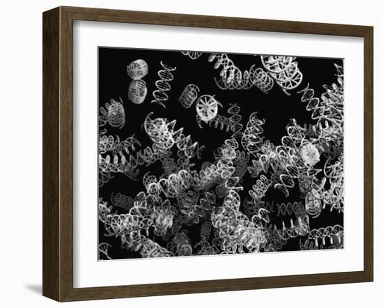 DNA Helices-Christian Darkin-Framed Photographic Print